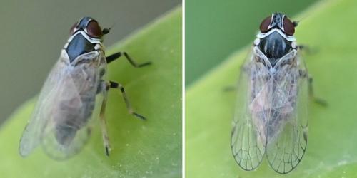 Hyalesthes obsoletus
